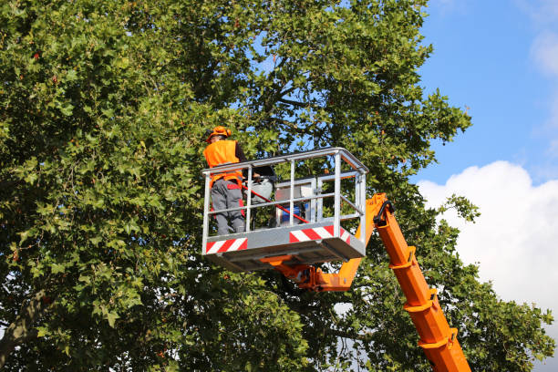 Best Residential Tree Removal  in Elbow Lake, MN