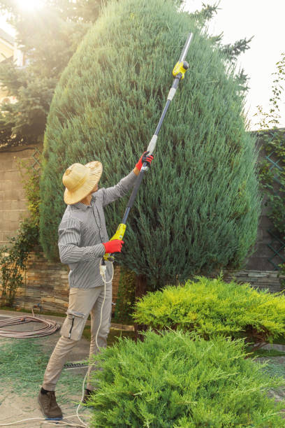 Best Weed Control Services  in Elbow Lake, MN